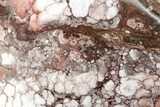 Polished Wild Horse Magnesite Section - Arizona #209546-1